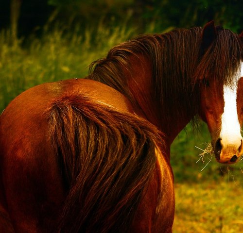 images
